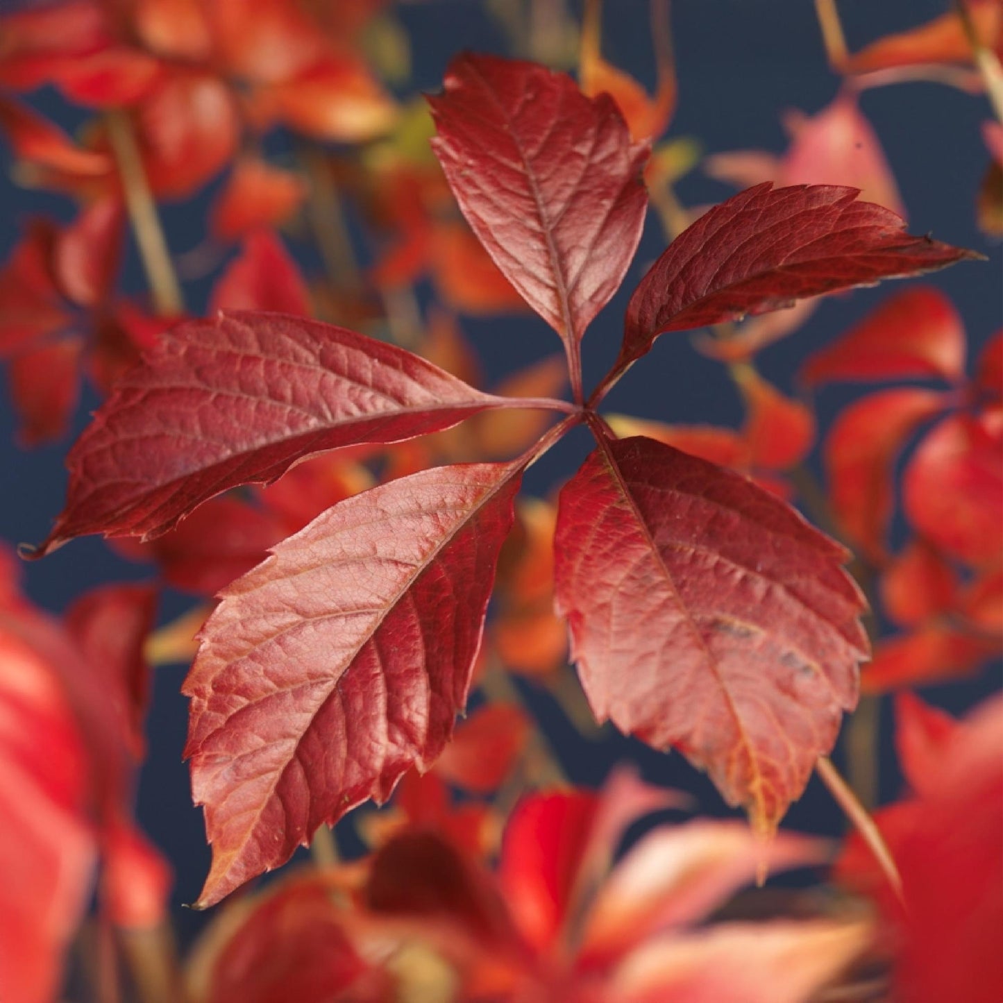 Wild Vine - Parthenocissus Engelmannii - Foliage green later red - Low maintenance - 2 plants - Pot 11cm Height 40cm
