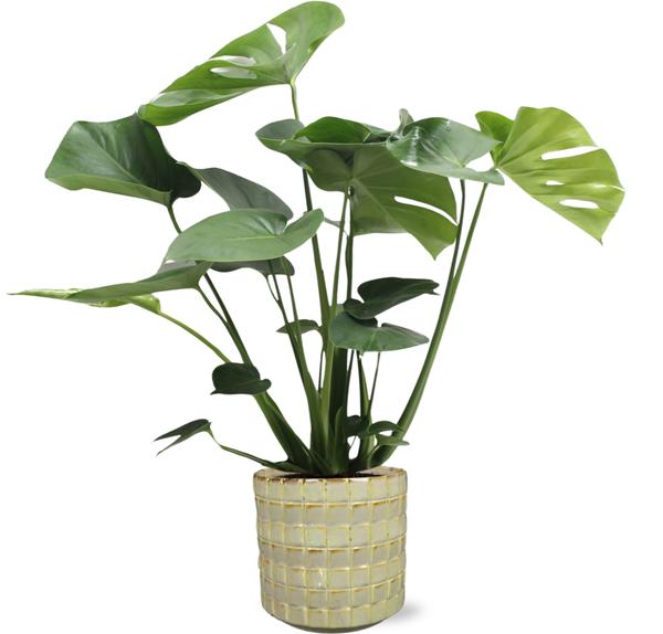 Monstera Deliciosa - Ø17cm - ↕60cm + Stian Pot D18x17cm - Green