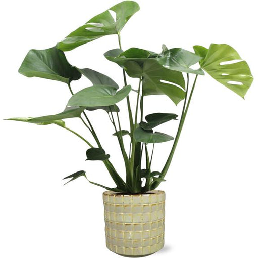 Monstera Deliciosa - Ø17cm - ↕60cm + Stian Pot D18x17cm - Green