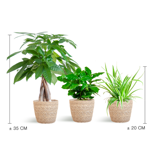 Pet-friendly Plant Box - Small - with Sofia Natural Basket - Ø12