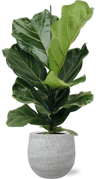 Ficus Lyrata - Ø17cm - ↕75cm + Ryan Pot D18x16cm - White