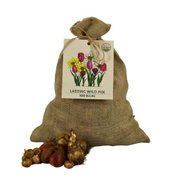 Flowerbulbs Amsterdam - Super Lasting Wild Mix - Sustainable Benefit Bag, 100 lökar för 2,5 m² blomprakt