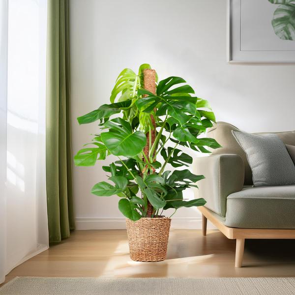 Monstera Deliciosa XL met Torun male - 120cm - Ø24