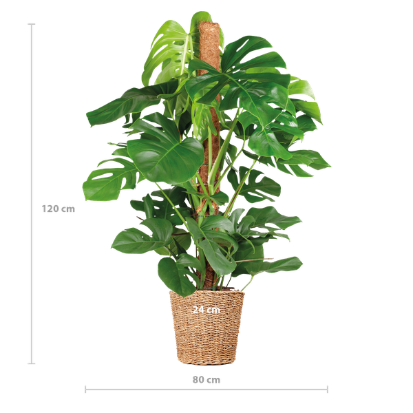 Monstera Deliciosa XL met Torun male - 120cm - Ø24