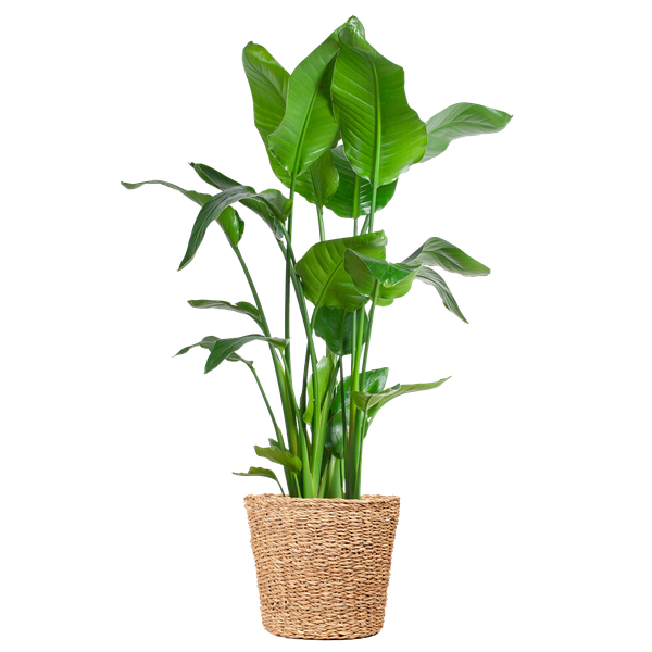 Strelitzia Nicolai XL met Torun male - 140cm - Ø27