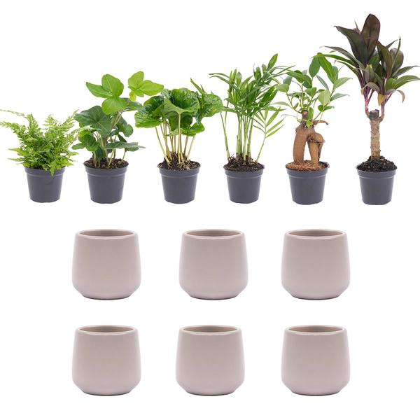 Mini Plant Set 6 - Inklusive 6x Joey Pot Grå Matt