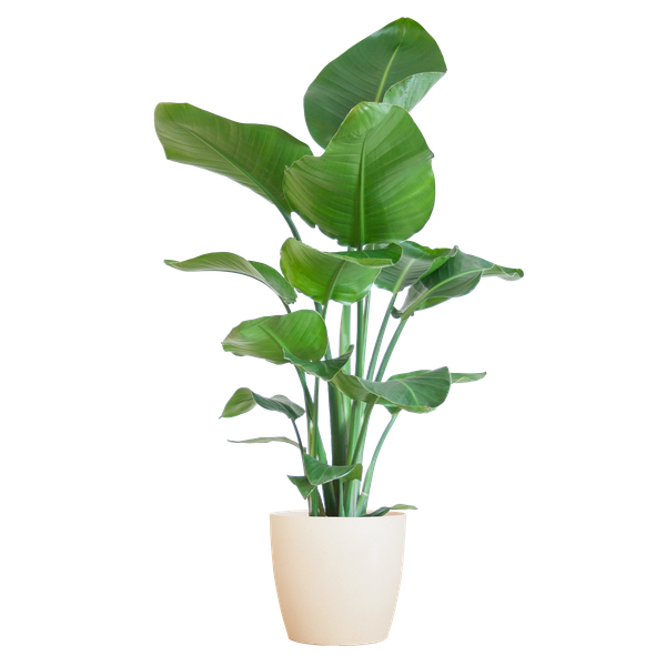 Strelitzia Nicolai - Bird of paradise plant - 80 cm - Ø21 cm