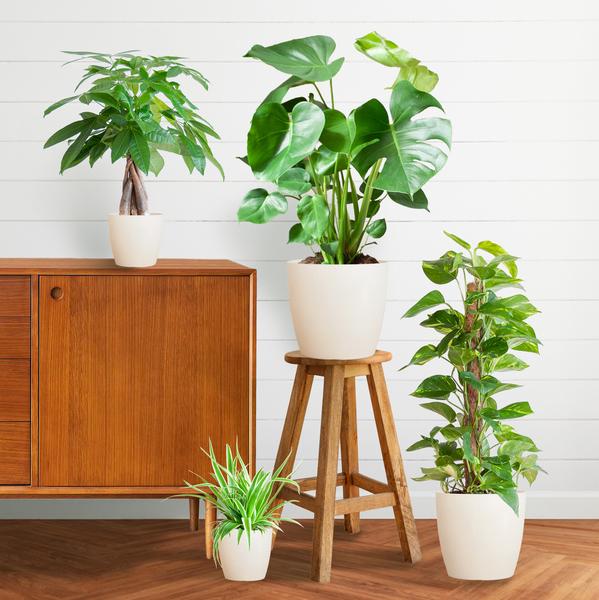 Easy Care Plant Box - Medium - Includes Viber Pots (White)