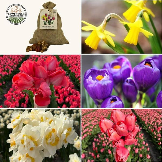 Flowerbulbs Amsterdam - Super Lasting Wild Mix - Sustainable Benefit Bag, 100 lökar för 2,5 m² blomprakt