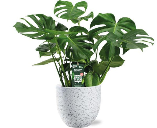 Monstera Deliciosa - Ø21cm - ↕65cm + Tim Pot D24x22cm - White