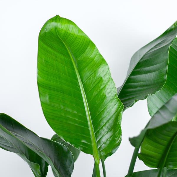 Strelitzia Nicolai XL met Torun male - 140cm - Ø27