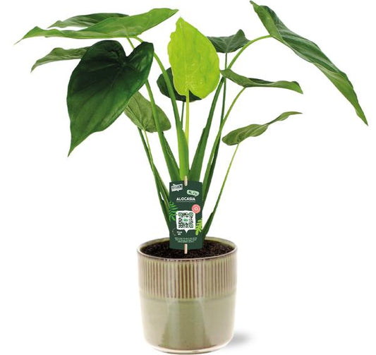 Alocasia Cucullata - Ø19cm - ↕55cm + Terni Pot D20x20cm - Green