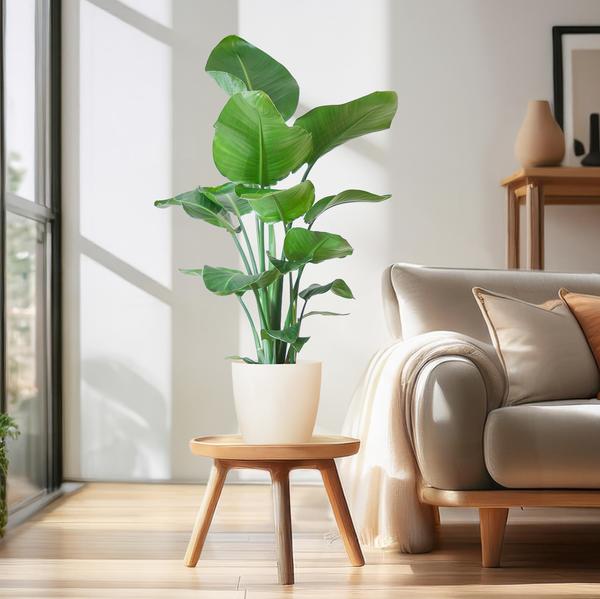 Strelitzia Nicolai - Bird of paradise plant - 80 cm - Ø21 cm