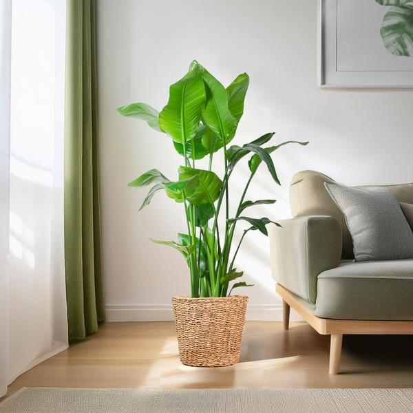 Strelitzia Nicolai XL met Torun male - 140cm - Ø27