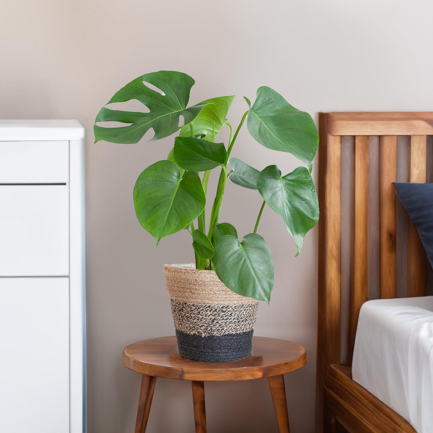 Monstera Deliciosa met Lissabon man zwart - 50cm - Ø17