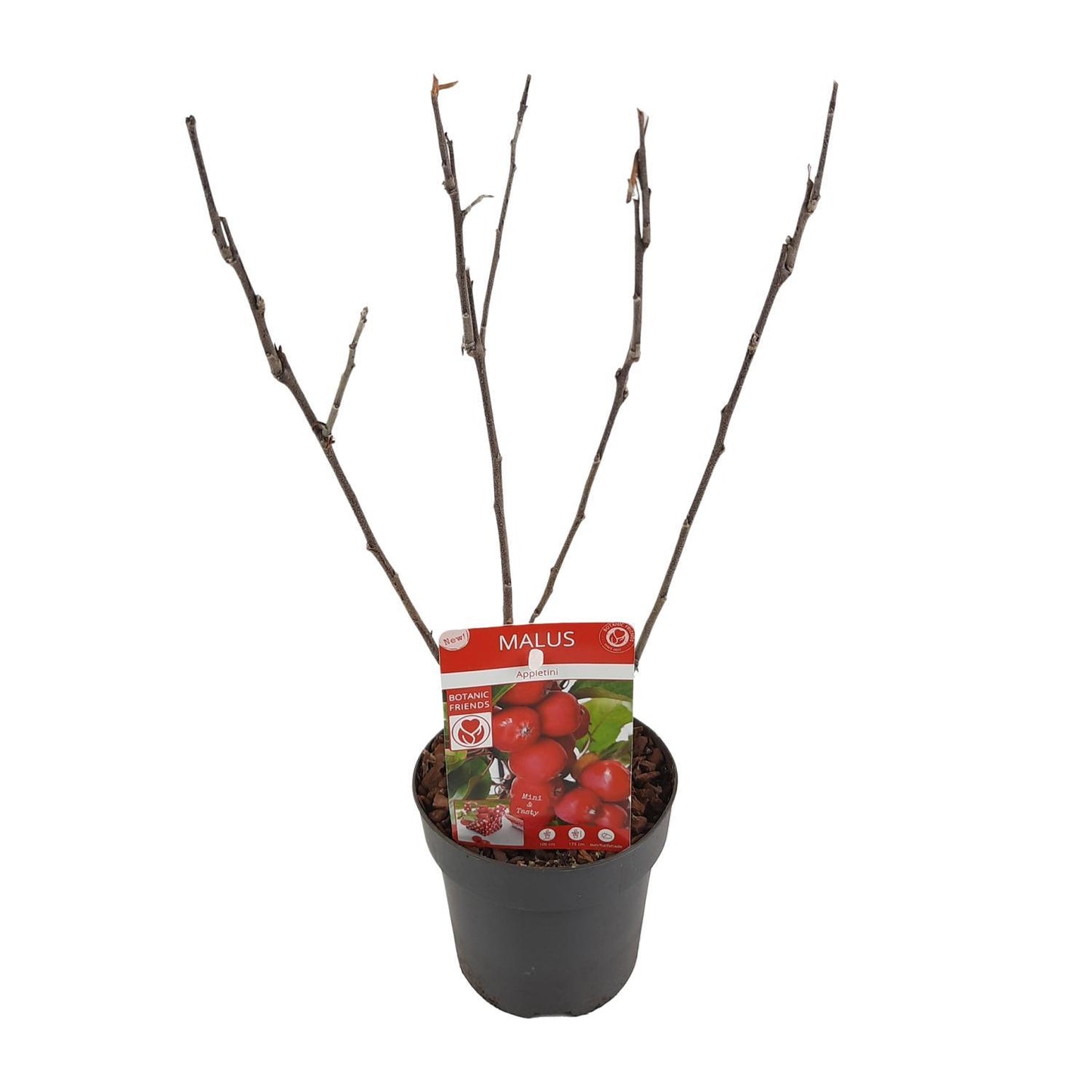 Malus 'Appletini'® - ↨10cm - Ø13cm
