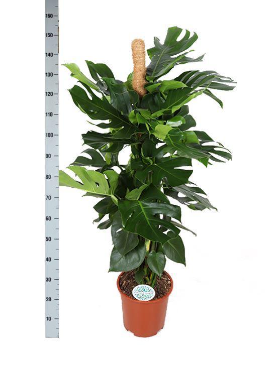 Monstera Deliciosa MOSSTICK Ø27cm ↕150cm in Boule OLIVE pot