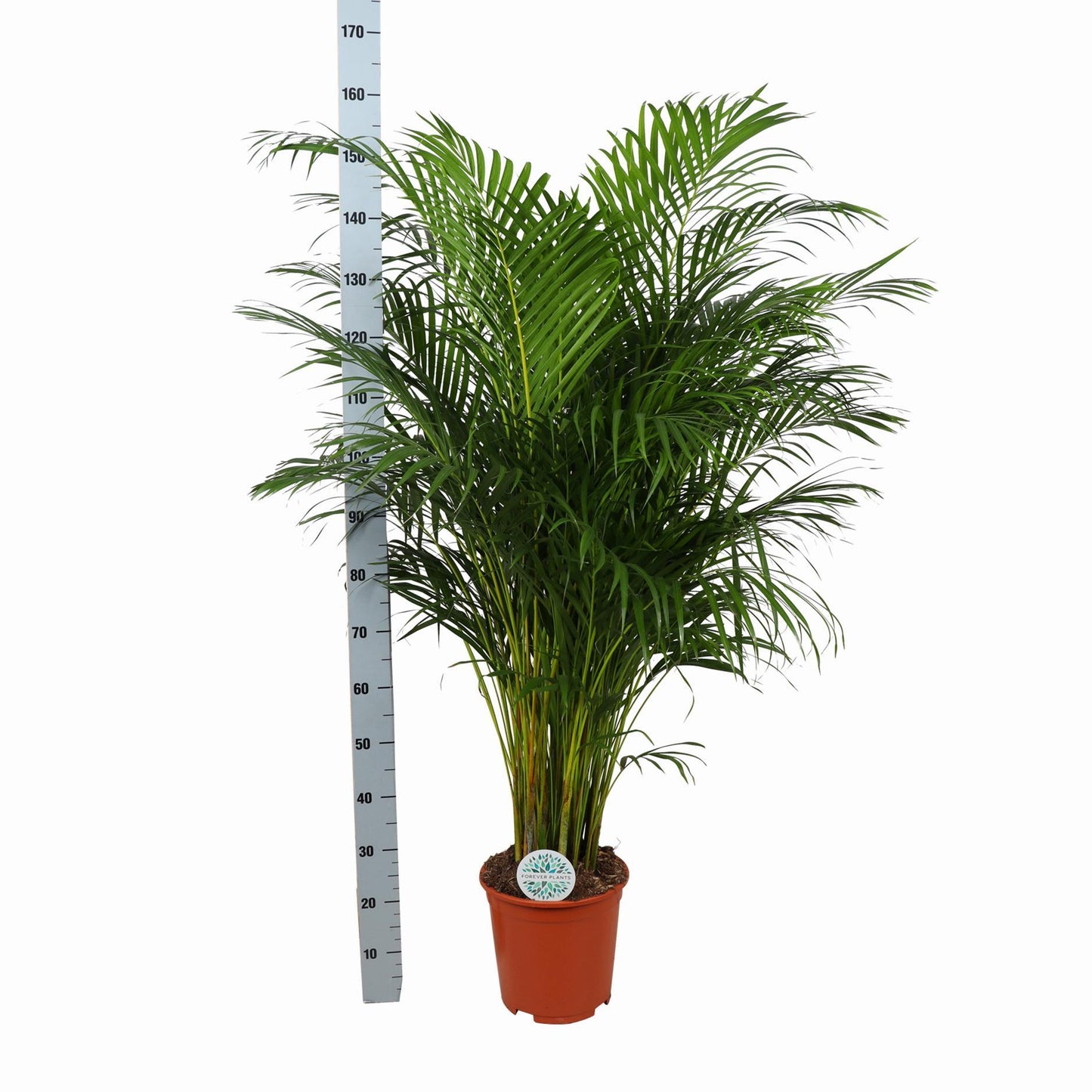 Dypsis Lutescens (Areca Palm) Ø27cm ↕160cm in Boule TAUPE pot