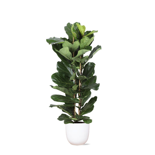 Ficus Lyrata Ø27cm ↕140cm in Boule WHITE pot