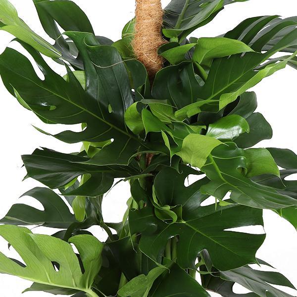 Monstera Deliciosa MOSSTICK Ø27cm ↕150cm in Boule OLIVE pot