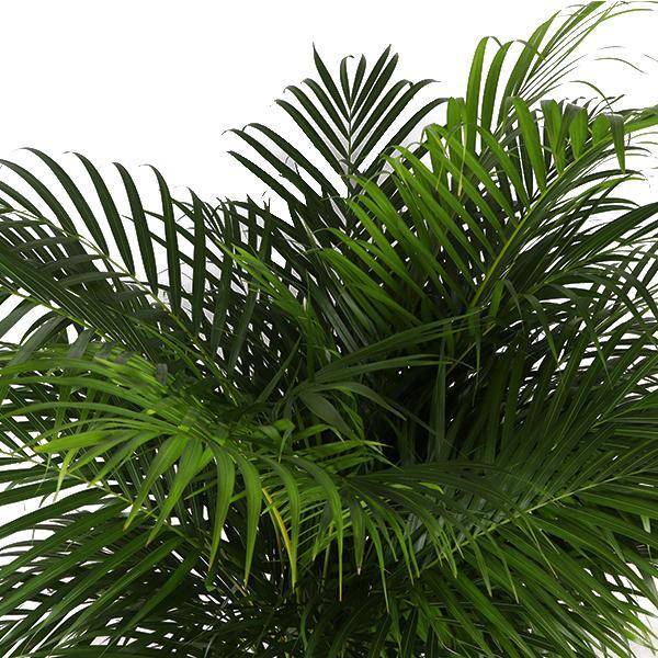 Dypsis Lutescens (Areca Palm) Ø27cm ↕160cm in Boule ANTRACIT pot