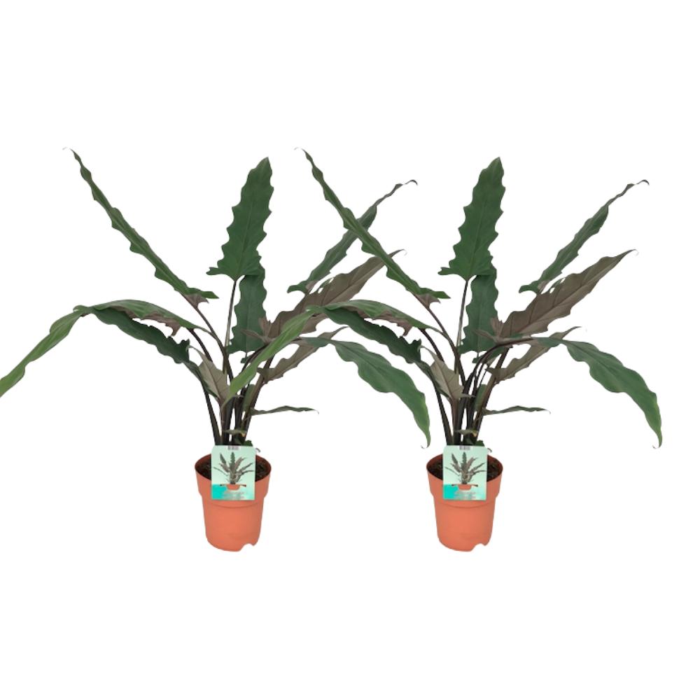 Alocasia Lauterbachiana - 1+1 free - Ø19cm - ↕85cm