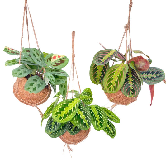 Kokodama Maranta Mix - 3 st - Ø15cm - ↕20cm