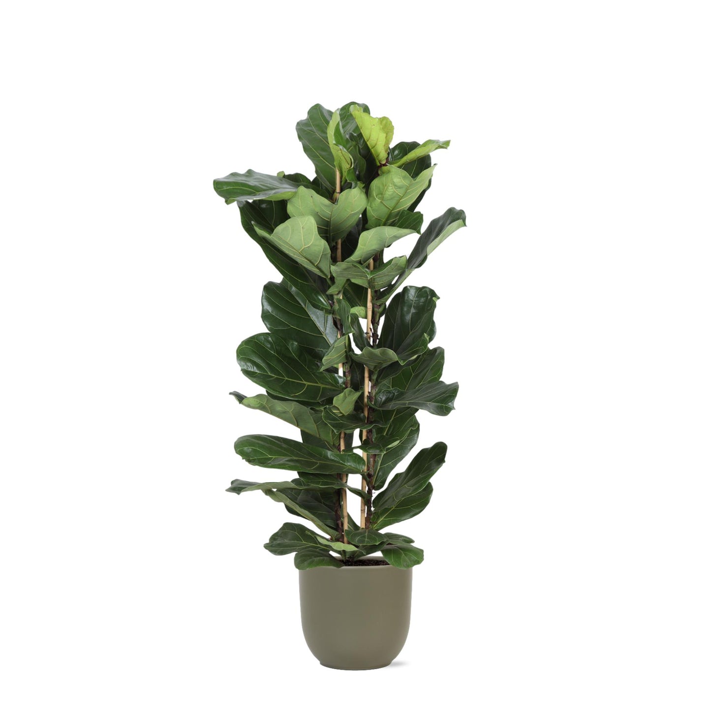 Ficus Lyrata Ø27cm ↕140cm i Boule OLIV-kruka