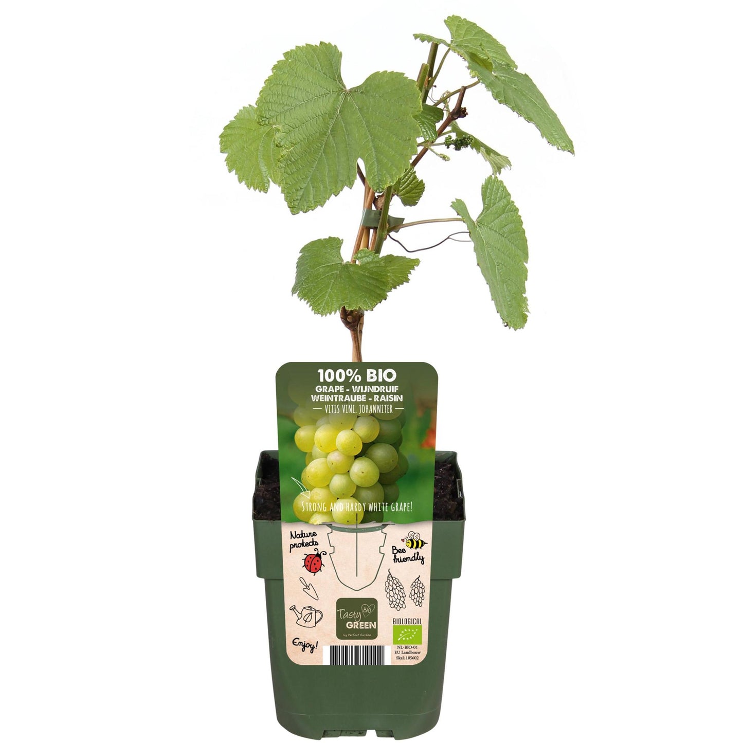 Vitis vinifera 'Johannite' - ↨45cm - Ø13