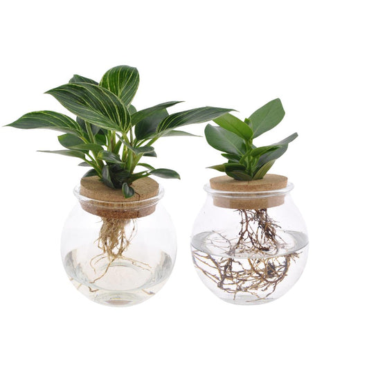 Konvext glas Duo Clusia/White Wave - 2 st - Ø12cm - ↕30cm