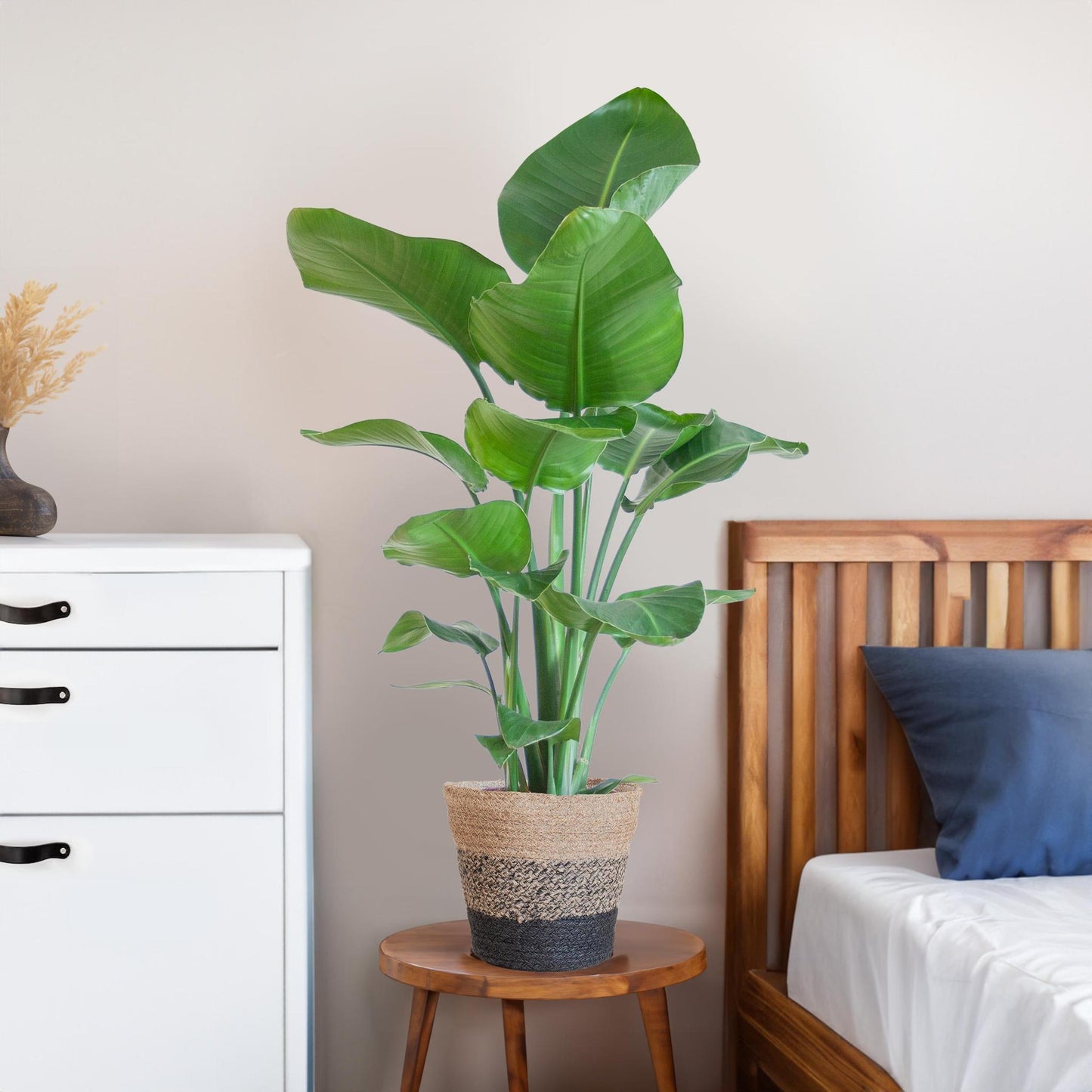 Strelitzia Nicolai with Lisbon basket black - 80cm - Ø19
