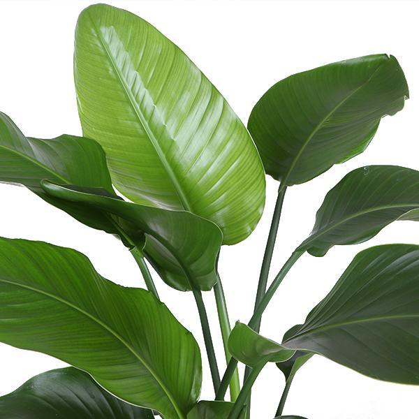 Strelitzia Nicolai - Ø21cm - ↕80cm i Vibes VITA kruka