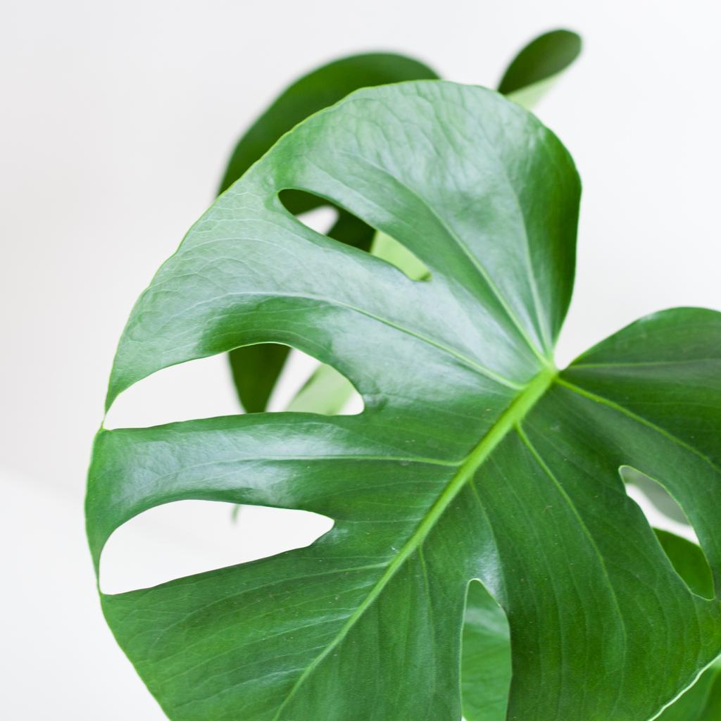 Monstera Deliciosa met Lissabon man zwart - 50cm - Ø17