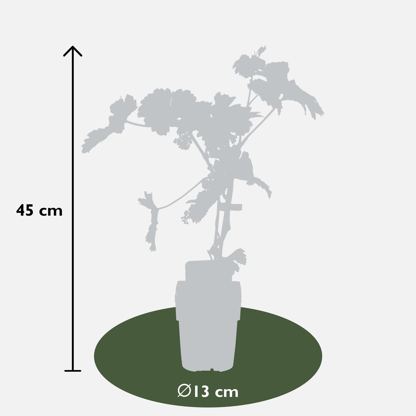 Vitis vinifera 'Johannite' - ↨45cm - Ø13