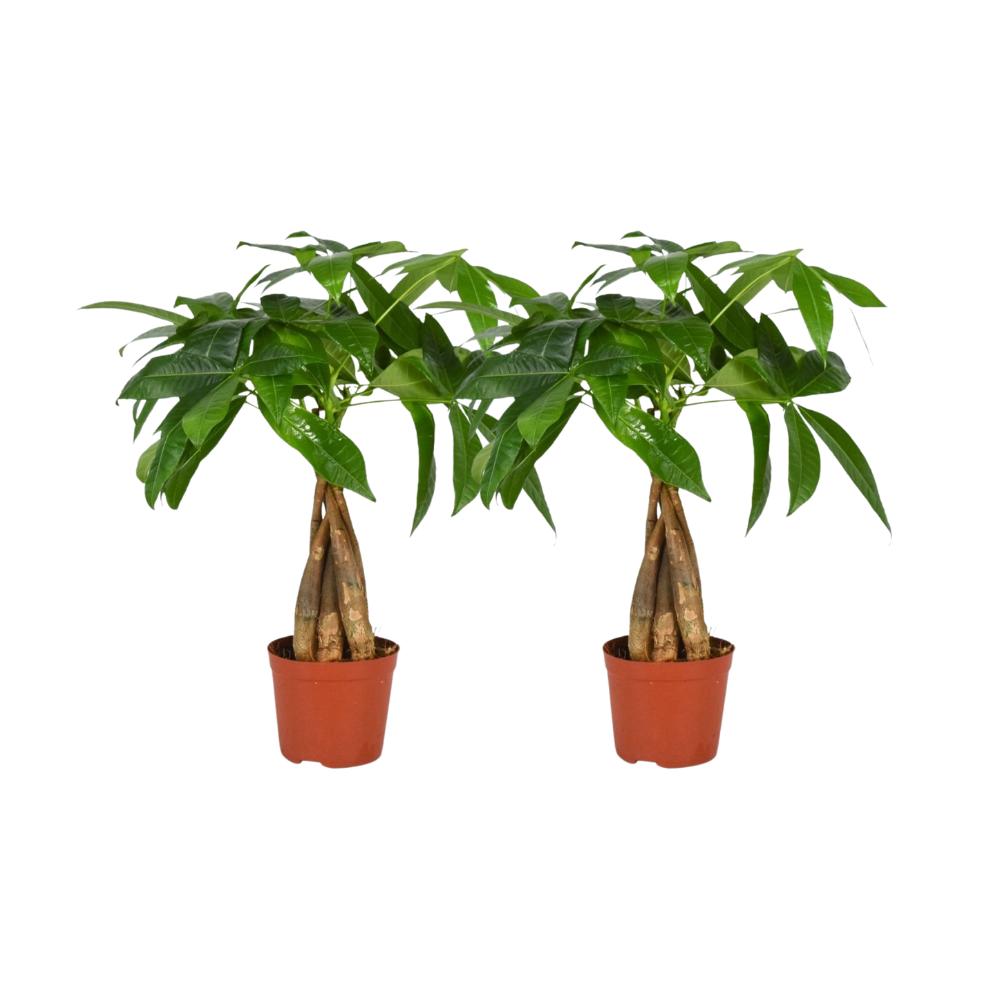 Pachira Aquatica braided stem - 1+1 free - Ø12cm - ↕35cm