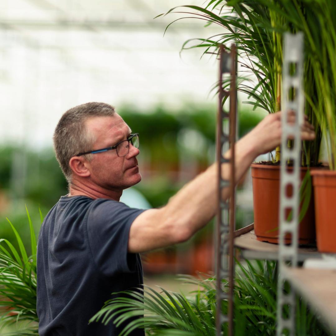 Areca palm with pot - ↨110cm - Ø21cm