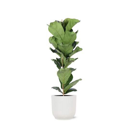Ficus Lyrata - Ø21cm - ↕90cm in Vibe's WHITE pot