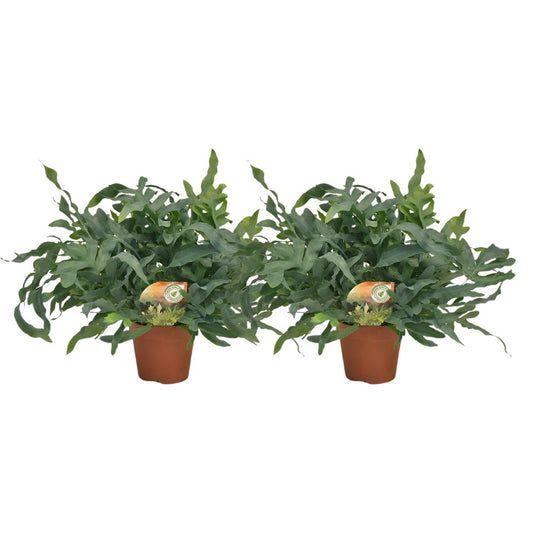 Phlebodium Blue Star - 1+1 free - Ø17cm - Ø60cm