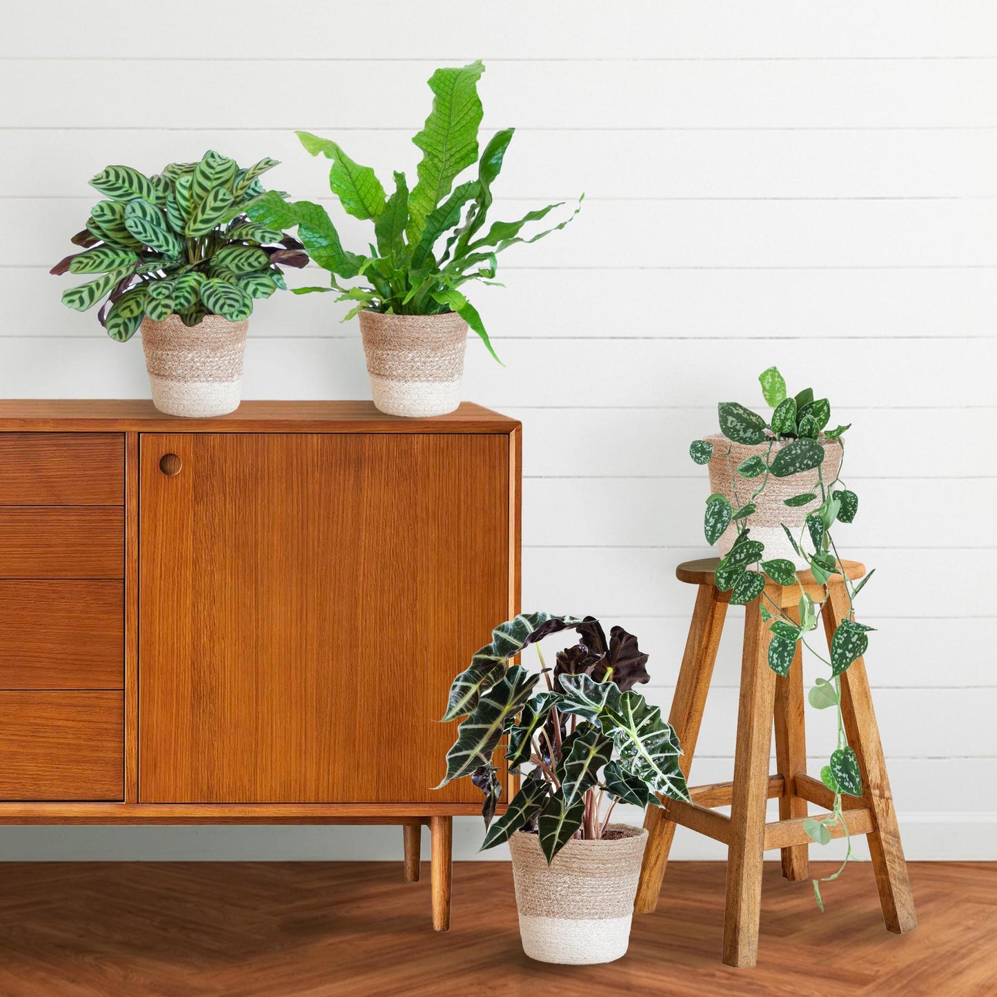 Speciellt bladväxtset