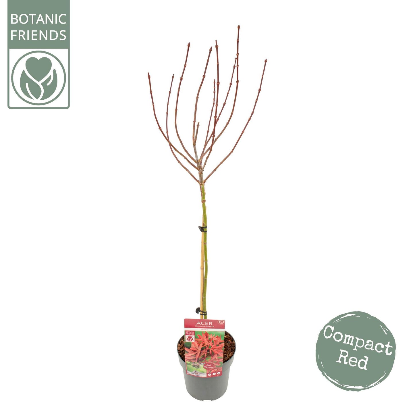 Acer Palmatum Plante | Acer Plante | Plantepragt