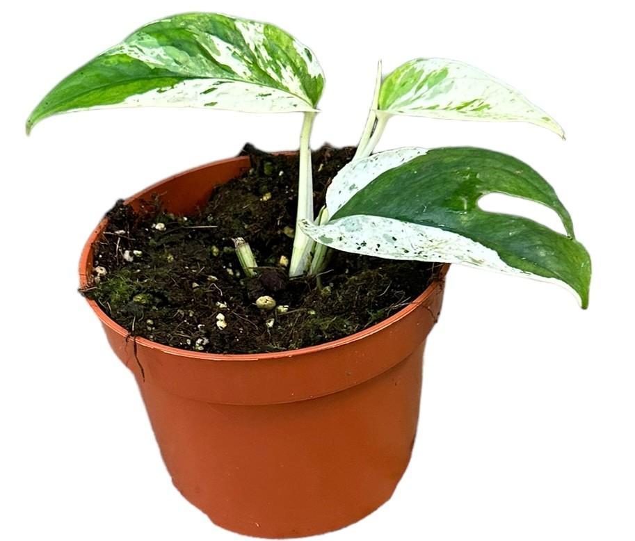 Epipremnum Pinnatum Marble Variegata - Ø10,5 cm - ↕15 cm