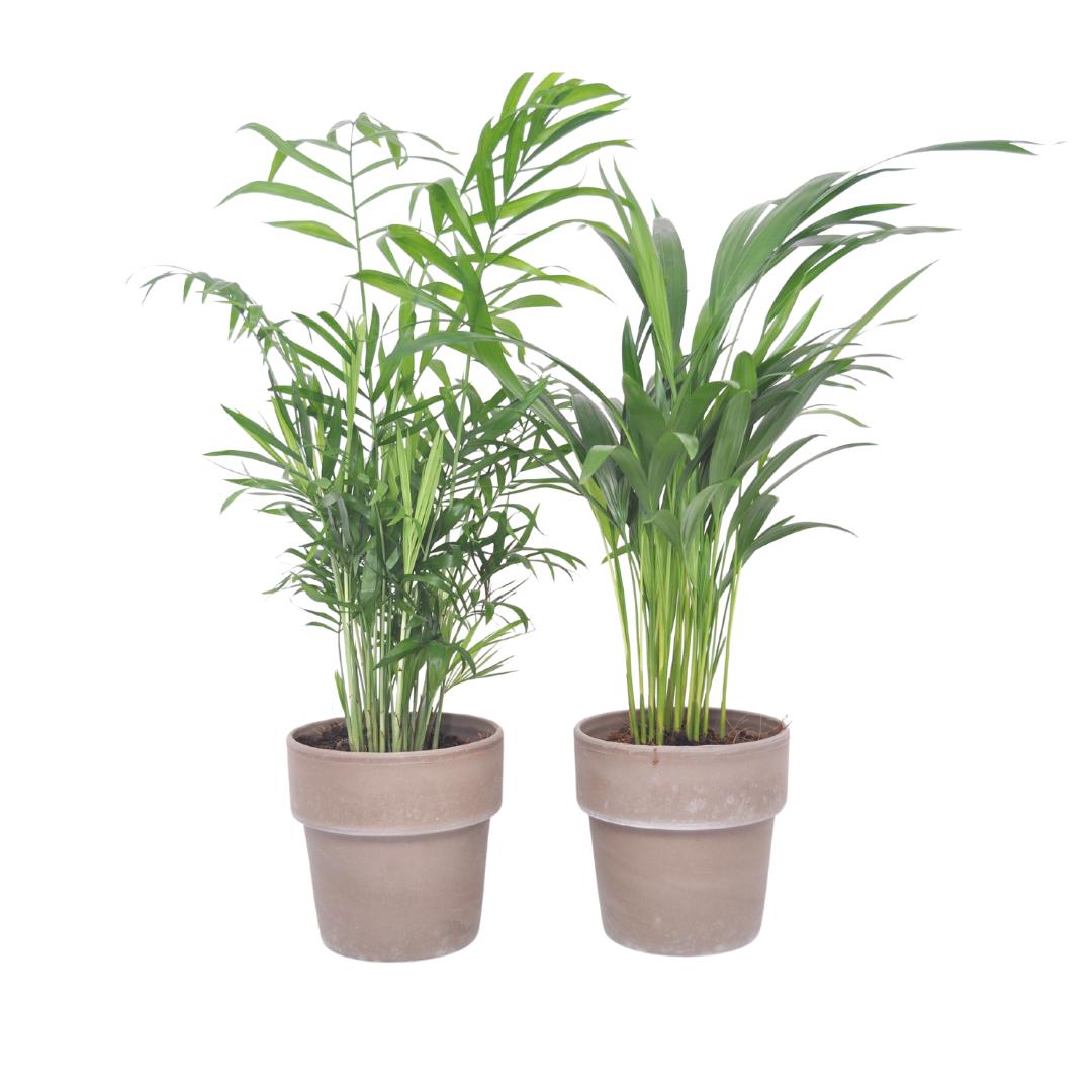 Palmmix i Terrakotta - 2 st - Ø12cm - ↕40cm