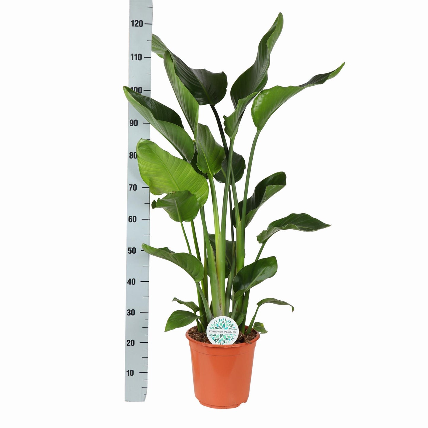 Strelitzia Nicolai Ø24cm ↕120cm in Boule WHITE pot