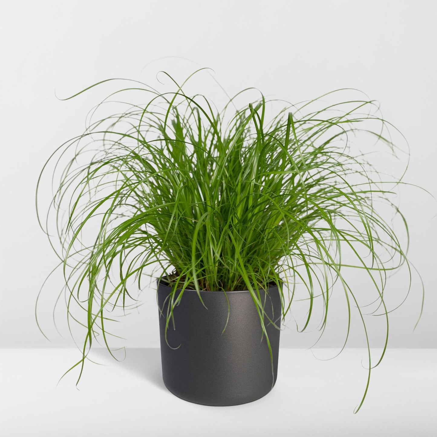 Cyperus Alternifolius - Kattegræs - 20cm - Ø12