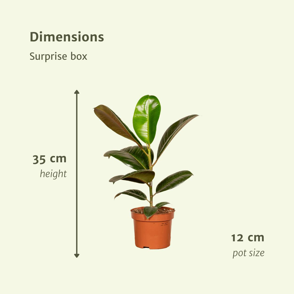 Surprise Box - x10