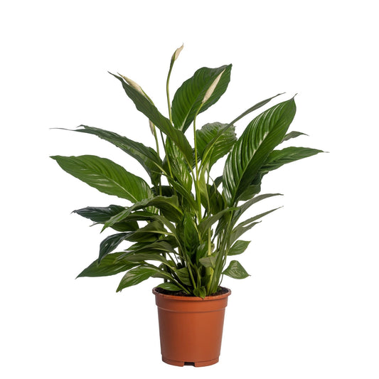 Spathiphyllum 'Vivaldi Spa' Zonder grytöverdrag - Ø17cm - ↕70cm