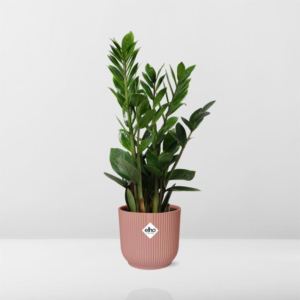 Zamioculcas – 45-50cm