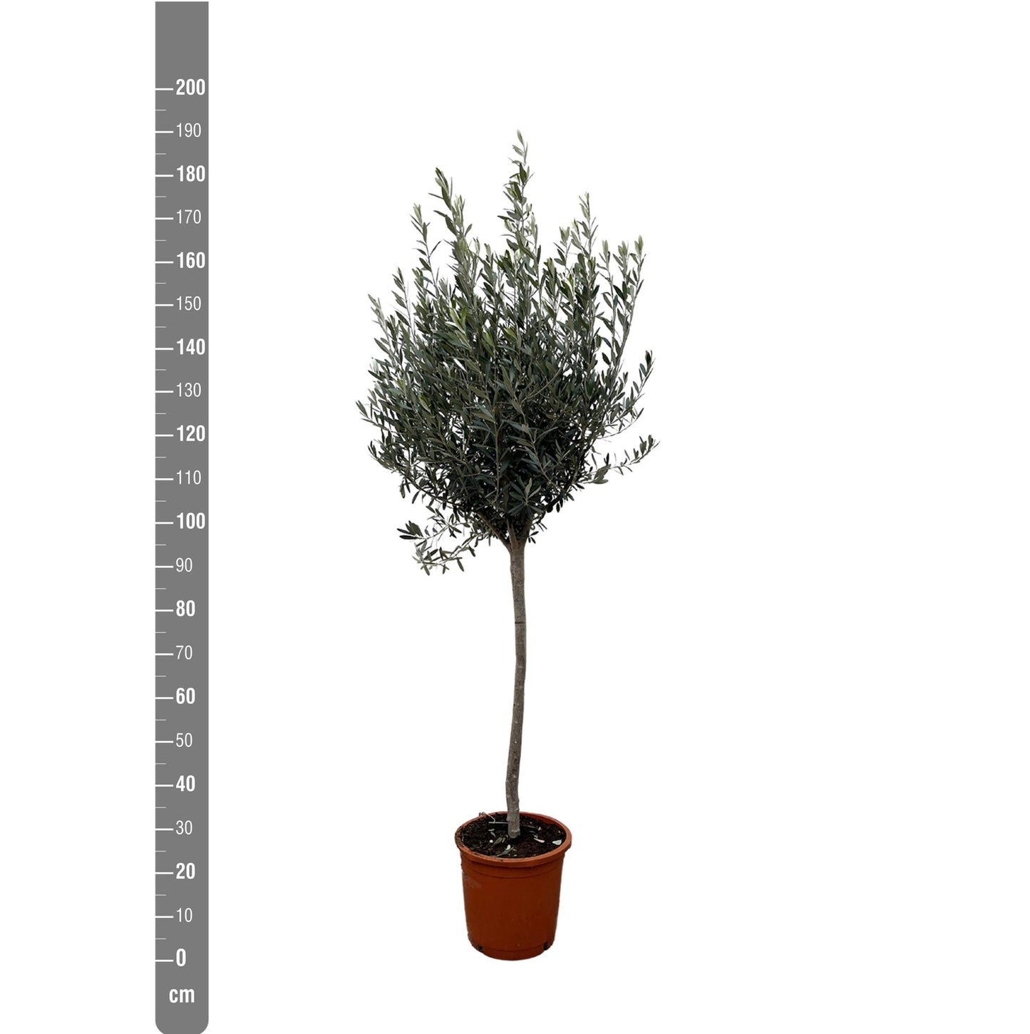 Olea Europaea on stem - 160cm - Ø24