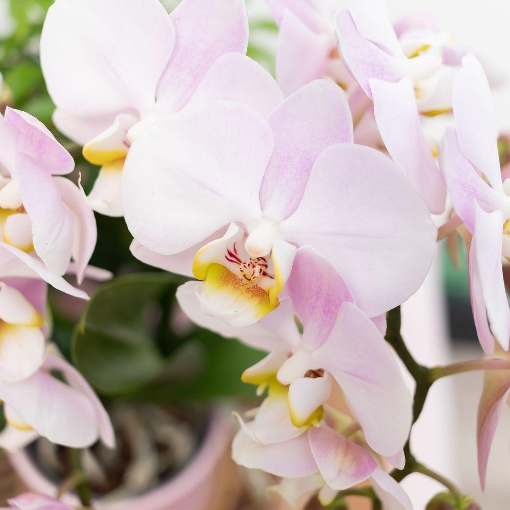 Complete plant set Gold foot pink