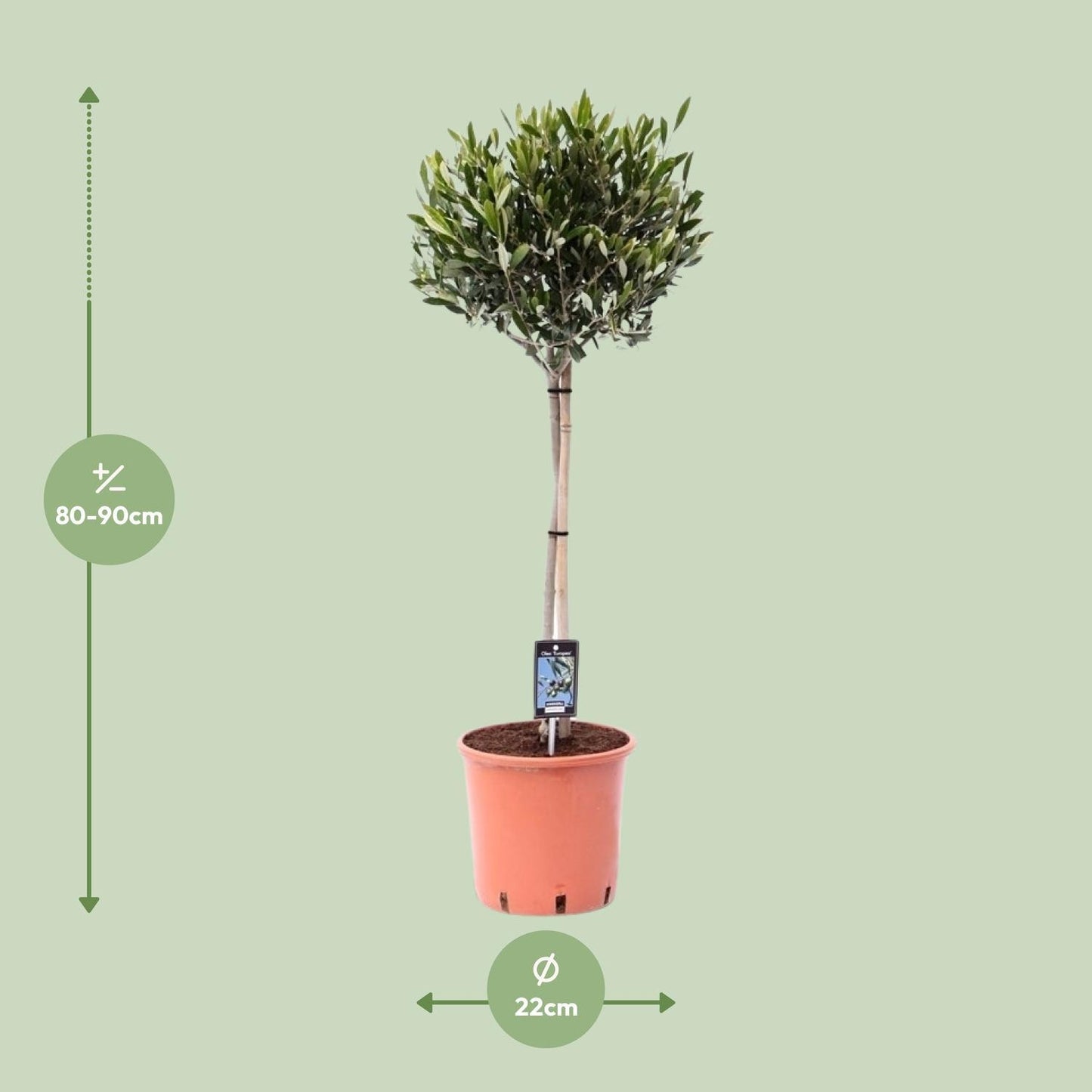 Olea Olive - Ø22cm - ↕90cm